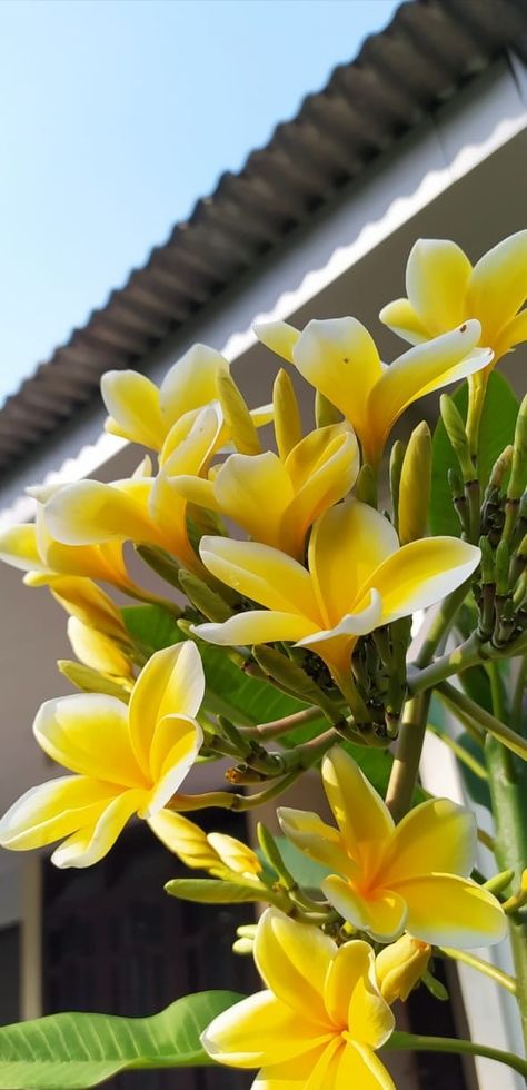 Kamboja identik dengan bunga makam. Tapi tak semuanya kamboja itu menyeramkan, namun juga ada yg terlihat cantik... Kamboja Flower, Kamboja Bali, Landscape Aesthetic, Frangipani Flower, 17 Agustus, Herbal Plants, Building Landscape, Beautiful Flowers Garden, Alam Yang Indah