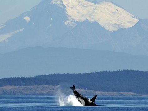 Orca in San Juan Islands in Washington Cades Cove Tennessee, Best Road Trips, San Juan Island, Tennessee Vacation, Cades Cove, Gatlinburg Tn, San Juan Islands, Forest Road, North Cascades