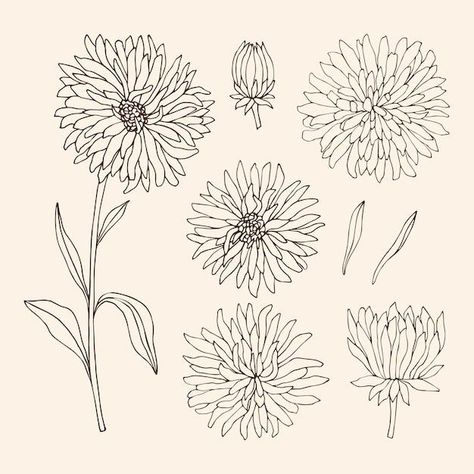 Astor Tattoos, Aster Flower Drawing Tattoo, Aster Flower Line Drawing, Aster Flower Drawing Simple, Aster Tattoo Flower, How To Draw Aster Flower, Aster Drawing Simple, Astor Flower Tattoo, Aster Line Drawing