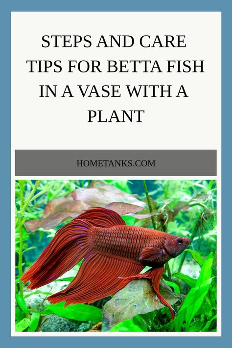 A betta fish can live happily in a vase with a plant with some rocks or gravel for stability and spots for them to hide. This article will guide you with steps and care tips for betta fish in a vase with a plant. #bettafish #freshwaterfish Beta Fish Vase Ideas Plants, Betta Vase With Plant, Beta Fish With Plants, Betta Fish Tank With Live Plants, Beta Fish Tank Ideas Plants Peace Lily, Betta Fish Vase With Plant, Peace Lily Beta Fish Vase, Betta Fish Terrarium, Betta Fish Tank Plants