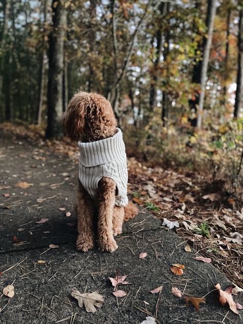 #fall #goldendoodle #minigoldendoodle #sweater #dogsweater #cozyvibes #aesthetic Golden Doodle Fall Pictures, Golden Doodle Pictures, Goldendoodle Aesthetic, Mountain Pics, Red Goldendoodle, Doodle Pictures, Cute Sweaters For Fall, Dog Outfits, Fall Shoot