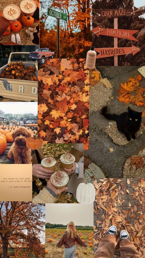 Fall collage 🎃🍂 Fall Hygge, Fall Collage, Cute Fall Wallpaper, Pumpkin Spice Season, Halloween This Year, Fall Color Palette, Fall Inspo, Autumn Scenery, Macbook Wallpaper