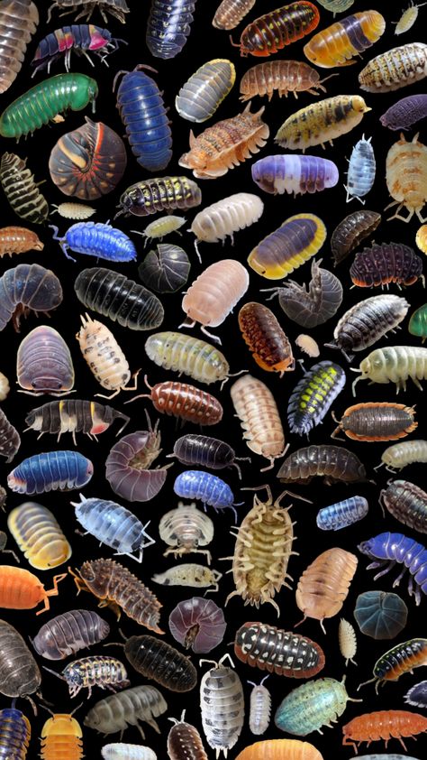 #isopod #isopods Cool Insects, Art Alevel, Perspective Drawing Architecture, Microscopic Images, Cool Bugs, Butterfly Poster, Bug Art, Bugs And Insects, Ocean Creatures