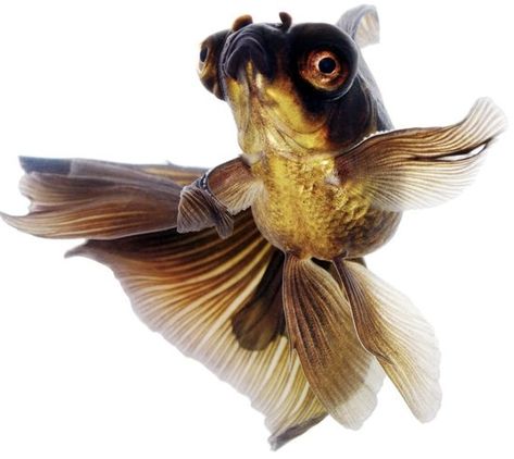 Telescope Fish, Coldwater Fish, Black Goldfish, Goldfish Tattoo, Goldfish Aquarium, Different Types Of Animals, Aqua Culture, Underwater Animals, Under The Water