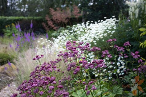 Edinburgh cottage garden - Scottish garden design portfolio - garden design edinburgh & scotland Scottish Wild Flowers, Scottish Garden Ideas, Scottish Gardens, Scottish Wildflowers, Scotland Garden, Scottish Garden, Lakeside Garden, Cottages Scotland, Scottish Cottages