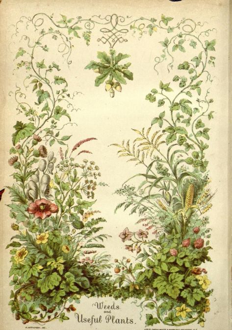 Useful Plants, Stary Papier, Illustration Art Nouveau, Garden Illustration, Missouri Botanical Garden, Illustration Botanique, Vintage Botanical Prints, Plant Drawing, Scientific Illustration