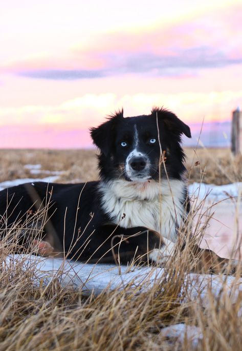 Border Collie Blue Eyes, Australian Shepherd Blue Eyes, Black Tri Aussie, Australian Shepherd Black, Collie Photography, Black Tri Australian Shepherd, Dog Foto, Smooth Collie, Aussie Dogs