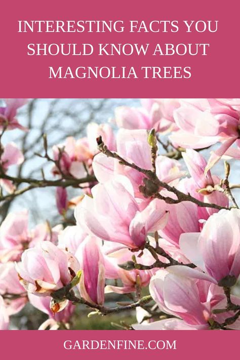 There are quite a few exciting things you need to know about the Magnolia tree. Find out more of the curious facts about magnolias. #magnoliatree #magnolia #gardening #gardeninglover Felix Magnolia Tree, Jane Magnolia Tree, White Magnolia Tree, Magnolia Bush, Jane Magnolia, Southern Magnolia Tree, Tulip Magnolia, Japanese Magnolia, Tree Buds