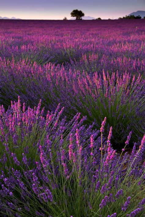 Plant, Purple, Plant community, Lavender, Magenta, Field, Grassland, Violet, Wildflower, Meadow, Grill Garden, Villa Ephrussi, Outdoors Ideas, Provence Garden, Garden Desig, Eden Roc, Design Darling, Gardens Ideas, Lavender Garden