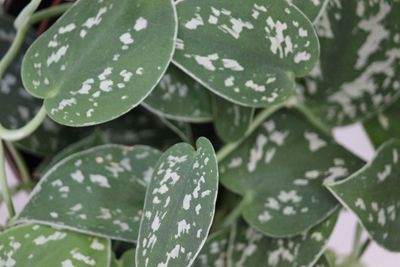 Philodendron Silver Leaf - Indoor Plants Picture of Philodendron Silver leaves up close. #plants #flowers #indoor #philodendron #silver #houseplants #indoorplants Silver Philodendron, Houseplant Leaves, Silver Plants, Tropical Plants And Flowers, Indoor Plant Care Guide, Lily Plant Care, Peace Lily Plant, Florida Garden, Silver Plant