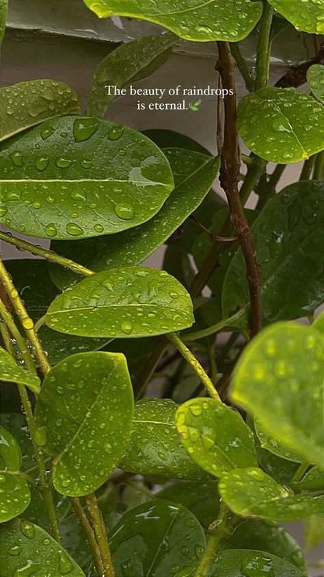 Caption For Leaves Pic, Nature Snap Stories, Nature Photography Ideas Creative, Rain Photo Ideas, Snap Ideas Snapchat Streak, Barish Snap, Barish Pics, Snap Ideas Streak, Fake Pictures For Instagram Story