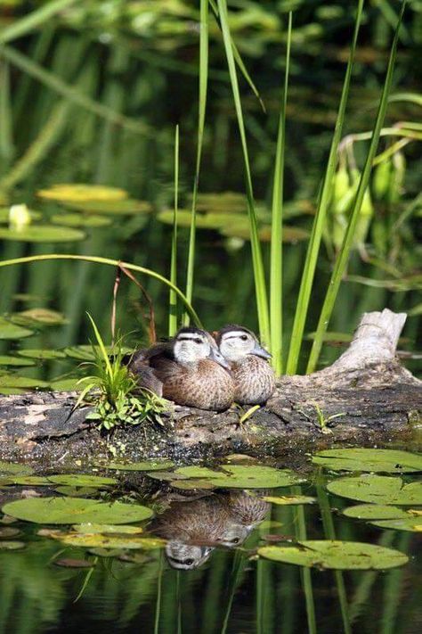 On Golden Pond, Duck Pond, Pond Life, Wood Ducks, Lily Pond, Little Birds, Swans, Water Lilies, Lily Pads