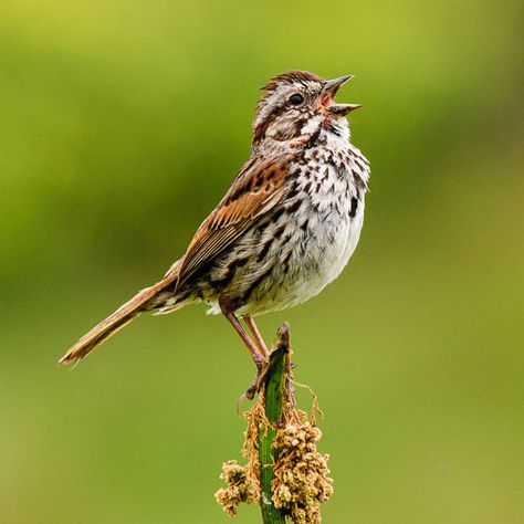 Sparrow Nest, Botanical Journal, Forest Village, Sparrow Tattoo, Song Sparrow, Spring Song, Most Beautiful Birds, Lovely Creatures, Wildlife Habitat