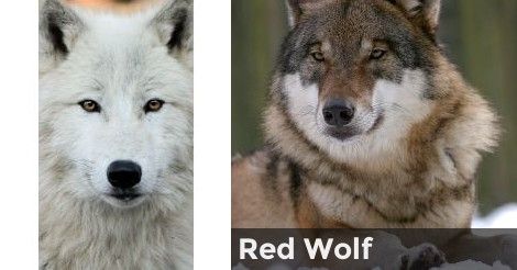 Red Wolf | What type of wolf are you? Types Of Wolves, Aphmau Wallpaper, Wolf Photography, Quiz Me, Beautiful Night Images, Red Wolf, What Type, Too Short, Enjoy It