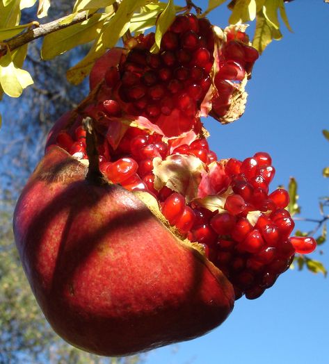 https://flic.kr/p/3DBR7q | Cracked Open Pomegranate | Here is a picture of a cracked open pomegranate on one of my Dad's trees.  Pomegranates are probably one of my favorite fruits. Pomegranate On Tree, Fruit References, Open Pomegranate, How To Open Pomegranate, Pomegranate How To Eat, Natural Forms Gcse, Pomegranate Peel, Pomegranate Tree, Big Painting