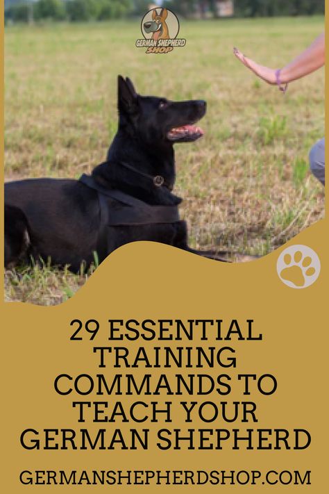 German Shepherd Training Tips Teaching, German Shepherd Training Videos, German Shepherd Training Tips, Training German Shepherd Puppies, German Shepherd Puppy Training, Puppy Pampering, German Shepard Training, Training German Shepherd, Gsd Training