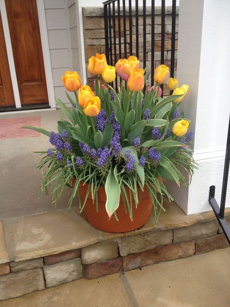 Tulips and grape hyacinth in container. Tulips Front Porch, Tulips Container Garden, Hyacinth In Pots, Tulip Planter Ideas, Hydrangea Container Garden, Tulips In Containers, Tulips In A Pot, Spring Planting Flowers, Spring Bulbs Garden