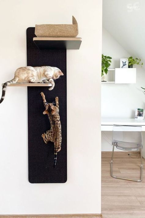 Katt Diy, Cat Room Decor, Diy Chat, Cat Furniture Design, Katt Grejer, Cat Hotel, Cat Wall Shelves, Diy Cat Tree, Cat Wall Furniture