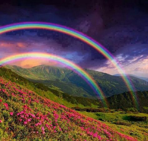 Beautiful Scenery With Double Rainbows The Sky, Rainbow, Flowers, Green, Pink