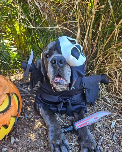 What's Your Favourite Scary Movie? 👻🔪⁠ ⁠ @kane.the.aussie.corso Halloween throwback, a reminder to not forget the doggos this Halloween! 🐶😉 Costume Box, What's Your Favorite Scary Movie, Box Costumes, Scream Ghostface, Scary Dogs, Pet Halloween Costumes, Halloween Top, Woody Toy Story, Pet Scarf