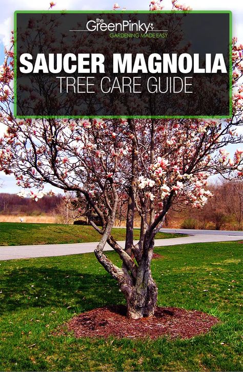 Magnolia Tree Types, Magnolia Tree Landscaping, Saucer Magnolia Tree, Magnolia Bush, Watering Trees, Saucer Magnolia, Tulip Magnolia, Tree Growth, Plant Saucer