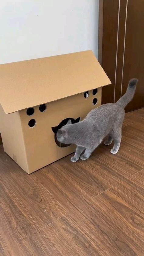 Favorite box Cat Condo Diy, Diy Cat Bed, Cardboard Cat House, Homemade Cat Toys, Cat House Diy, Diy Cat Toys, Cat Hacks, Homemade Cat, Cat Box