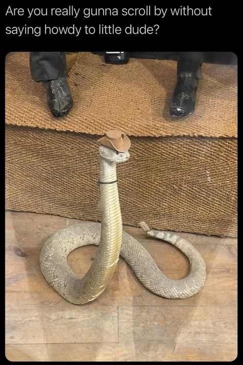 Snakes With Hats, Pretty Snakes, Cute Reptiles, Cute Snake, Reptile Snakes, Pet Snake, Ball Python, Pretty Animals, Silly Animals