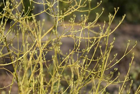 Yellow Twig Dogwood, Dogwood Shrub, Crown Of Thorns Plant, Red Twig Dogwood, Winter Shrubs, Twig Dogwood, Dogwood Branches, Garden Shrubs, Winter Colors