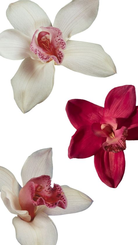 Orchid Wallpaper Laptop, Flower Wallpaper White Background, Orchid Wallpaper Aesthetic, Spotify Lockscreen, Orchid Artwork, Wallpaper Yk2, Orchid Background, Orchid Wallpaper, Red Orchids