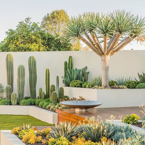 Succulents In Backyard, Cactus Front Garden, Modern Cactus Landscaping, Modern Succulent Landscape Design, Front Yard Modern Landscaping, Agave Garden Design, Cactus Landscaping Front Yards, Succulents Backyard, Cactus Garden Outdoor