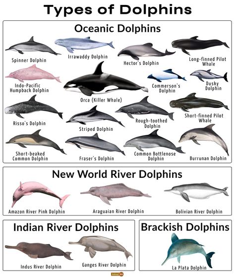 Dolphin Facts, Types, Classification, Habitat, Diet, Adaptations Types Of Sea Animals, Types Of Dolphins, Whale Types, Dolphin Anatomy, Oceanography Marine Biology, Dolphin Facts, Types Of Whales, Animal Infographic, Common Dolphin