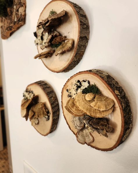 Would you like these hanging on your wall? Bring a touch of woodsy whimsy into your space! These are available on my Esty store now! #walldecor #woodsy #mushrooms #whimsical Moss Mushroom, Mushroom Wall Art, Woodsy Decor, Mushroom Decor, Wilmington Nc, Gothic House, Wood Slices, Plant Life, Rustic Home Decor