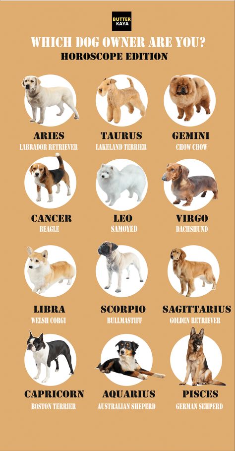 Anyone want to know about their horoscopes? #horoscope #zodiacsigns #astrology #dailyhoroscope #todayhoroscope #horoscope #zodiacsigns Today Horoscope, Daily Horoscope, Zodiac Signs, Astrology, Signs, Dogs