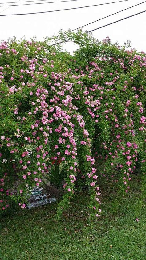 Climbing Seven Sisters Heirloom Roses Seven Sisters Rose Climbing, Strawberry Hill Climbing Rose, Seven Sisters Rose, Claire Austin Rose, Roses Trellis, House Trellis, Fast Growing Pine Trees, Cecil Brunner Climbing Rose, Iceberg Climbing Rose