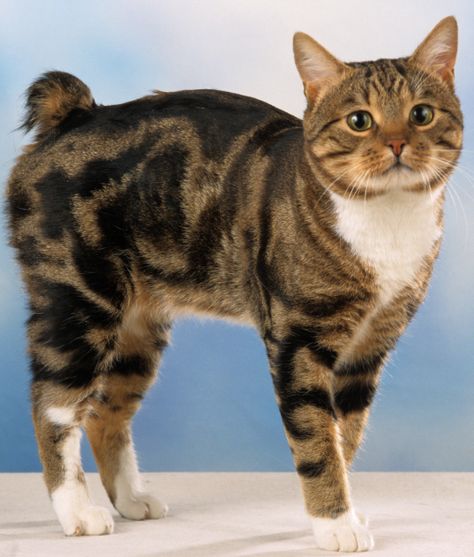 Cymric Cat, Manx Kittens, Singapura Cat, American Bobtail Cat, Manx Cat, Bobtail Cat, Japanese Bobtail, Rare Cats, Cat Pose