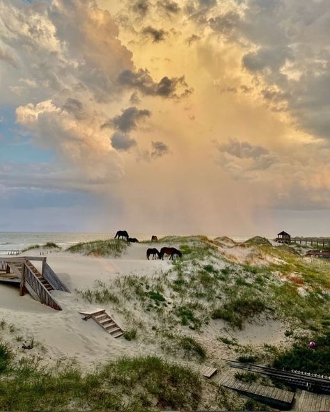 North Carolina Weekend on Instagram: “It's another #funfactfriday! Did you know #nc is home to wild horses in the Outer Banks? This sounds like a nice way—𝘯𝘦𝘪𝘨𝘩, a great way—to…” Corolla Outer Banks, Corolla North Carolina, Obx Nc, Nc Beaches, Corolla Nc, Obx Vacation, North Carolina Beaches, Outer Banks Nc, The Outer Banks