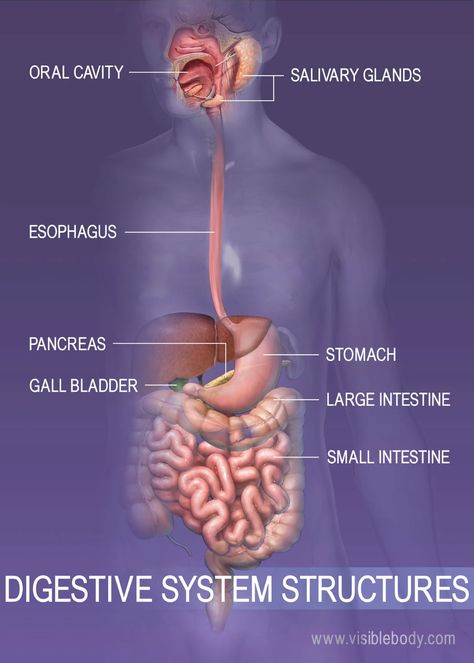 Overview of the digestive system Digestion Human Design, Human Design Digestion, Digestive System Function, Human Digestive System, Gastric Juice, Gastrointestinal Disease, Salivary Gland, The Digestive System, Digestive Juice