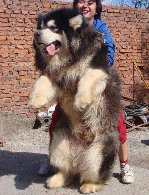 Wakon Malamute (Giant Alaskan Malamute) - Imgur Tibetan Mastiff Puppy, Tibetan Mastiff, Huge Dogs, English Mastiff, Cane Corso, Siberian Husky, Australian Shepherd, Great Dane, Doberman