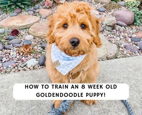 How to train an 8 week old Goldendoodle Puppy! (2021) - We Love Doodles Doodle Training, Goldendoodle Training, Aussie Doodle Puppy, Goldendoodle Haircuts, Golden Doodle Puppy, Puppy Training Treats, Med Diet, Mini Goldendoodle Puppies, Puppy Time