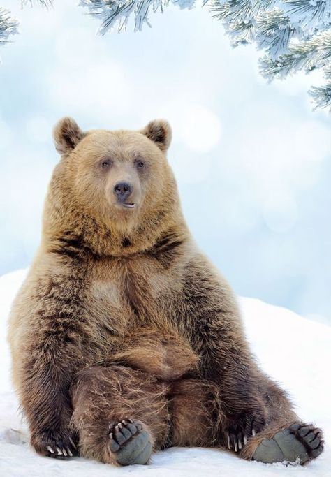 Bear Sitting Down, Omnivores Animals, Grizzly Bear Sitting, Bear In Snow, Beruang Grizzly, Bear Reference, Bears Sitting, Sitting Bear, Kodiak Bear