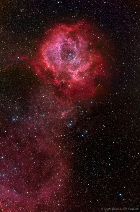 A rose to all on Valentine's Day Long Stem Rosette Nebula Image by Adam Block & Tim Puckett Astronomy Design, Rosette Nebula, Explanation Writing, Nebula Wallpaper, Astronomy Pictures, Nasa Photos, Nebulas, Star Cluster, Space Photos