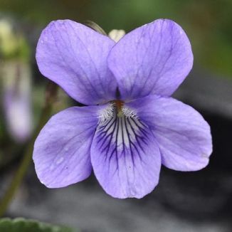 Wildflower Dog-violet, Common Irish Wild Flora Wildflowers of Ireland Dog Violet, Flower Violet, Botanical Sketchbook, Violet Plant, Flower Drawing Tutorials, Sweet Violets, Shrub Roses, Pansies Flowers, Blue Garden