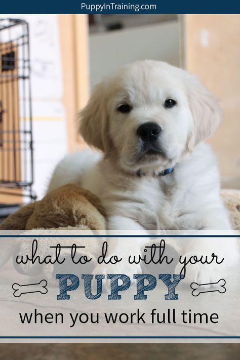 What do you do with your puppy when you work full time? We asked this question before we got Linus. It’s difficult to work full time with a puppy. However, we have a few solutions for those who have to go to work all day, but still have a puppy. #puppyandworking #puppyandwork #puppyandworkingfulltime #workingandpuppytraining #workfulltimewithapuppy New Puppy Schedule While Working, Keep Puppy Busy While At Work, Puppy Tips Life Hacks, Puppy Daycare, Puppy Hacks, Puppy Whelping, Puppy Pen, Puppy Schedule, Puppy Tips