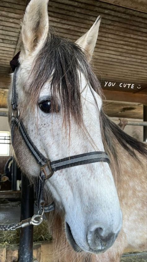 #horse #pre #gelding #youngster #snap #snapchat #aesthetics #story #streaks Horse Snapchat Story, Horse Snapchat, Country Snaps, Gray Horse, Horse Western, Snap Snapchat, Snapchat Story, Grey Horse, Snapchat Stories