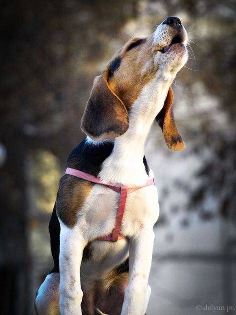 Dogs Singing, Dog Kennel Flooring, Beagle Facts, Pocket Beagle, Cute Beagles, Beagle Puppy, Beagle Dog, Search Bar, Hound Dog