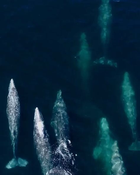 Newport Beach, CA on Instagram: “Gray Whale migration magic continues as we wrap up the month of March. Yesterday we encountered nine whales in one pod! 🐋 From Mark…” Whale Migration, Gray Whale, Month Of March, March Month, Drawing Book, Book Projects, 2024 Vision, Newport Beach, Whales