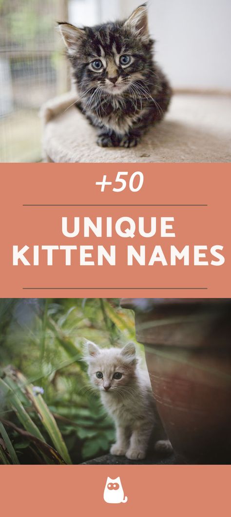 Rare Cat Names, Grey Kitten Names, Cute Kitten Names, Kitten Names Unique, Kitten Names Girl, White Cat Breeds, Boy Cat Names, Girl Cat Names, Grey And White Kitten