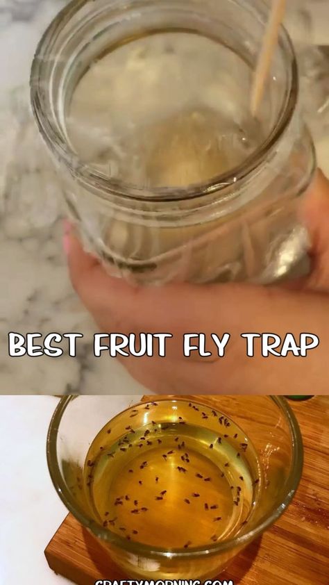 Best DIY Fruit Fly Trap - how to kill fruit flies fast and easy in the kitchen! Ingredients step by step how to catch fruit flies flying around. They are so annoying! Homemade trap directions. #diy #fruitfly #flytrap #diybugremedies #homemade #craftymorning How To Trap Fruit Flies, Kill Fruit Flies Fast, How To Catch Fruit Flies In The House, Fly Traps Homemade Diy, How To Get Rid Of Fruit Flies In House, Fly Trap Homemade, Fruit Fly Repellent, Best Fruit Fly Trap, Kill Fruit Flies