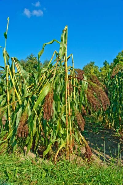 What To Do With Broomcorn: Harvesting Broomcorn For Crafts And More Broom Making, Harvest Thyme, Handmade Broom, Diy Greenhouse Plans, Broom Corn, Burlap Ideas, Flower Farming, Yard Diy, Easy Plants To Grow