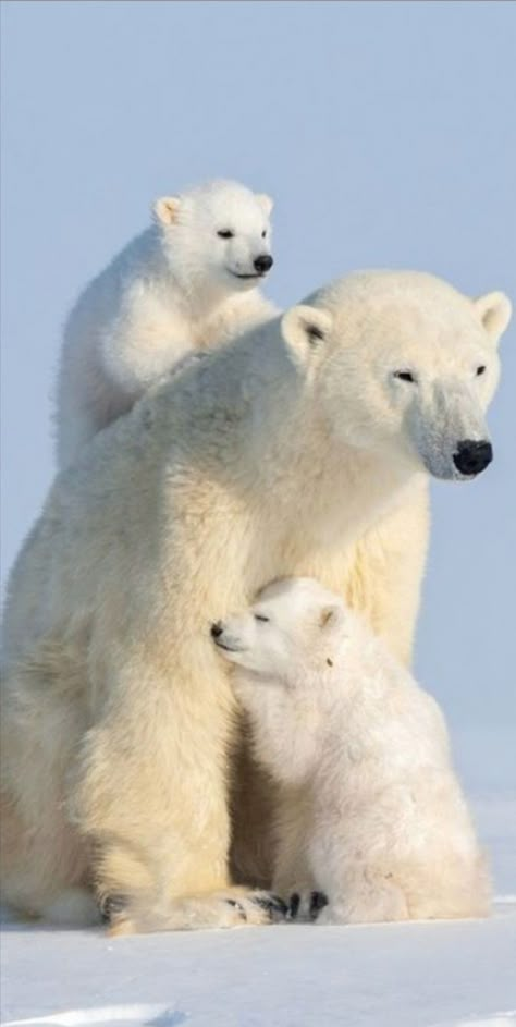 Polar Bear Images, Regnul Animal, Bear Panda, Baby Polar Bears, Bear White, Wild Animals Pictures, Cute Polar Bear, Bear Bear, Bear Pictures